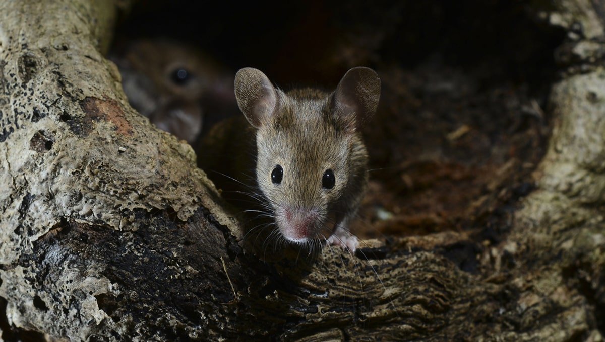 How to get rid of field mice hotsell