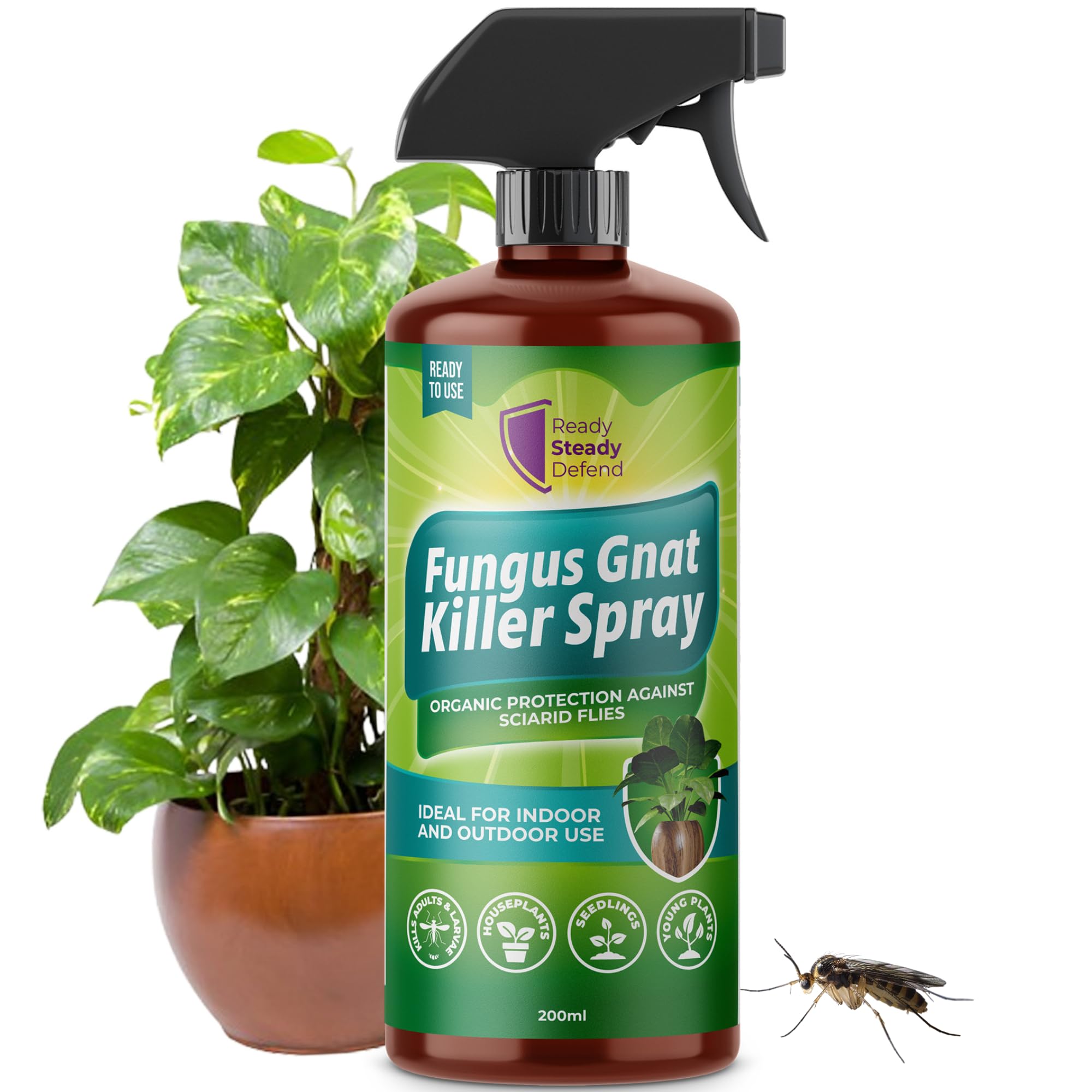 spray for indoor plants gnats Fungus Gnat Killer Spray