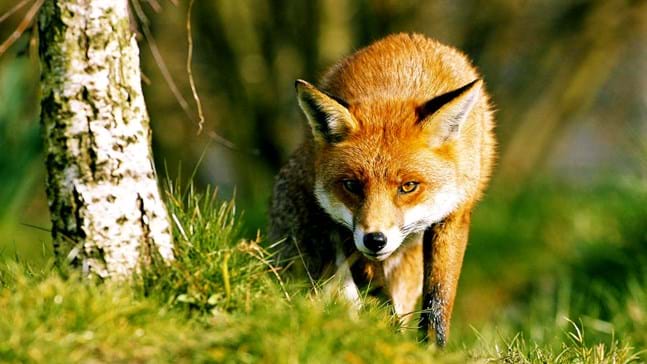 How to get rid of Foxes