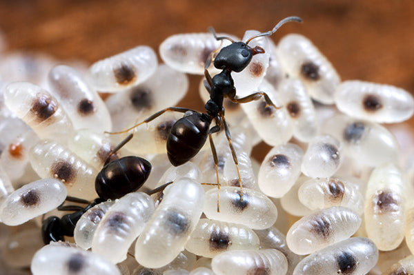How to get rid of Ants