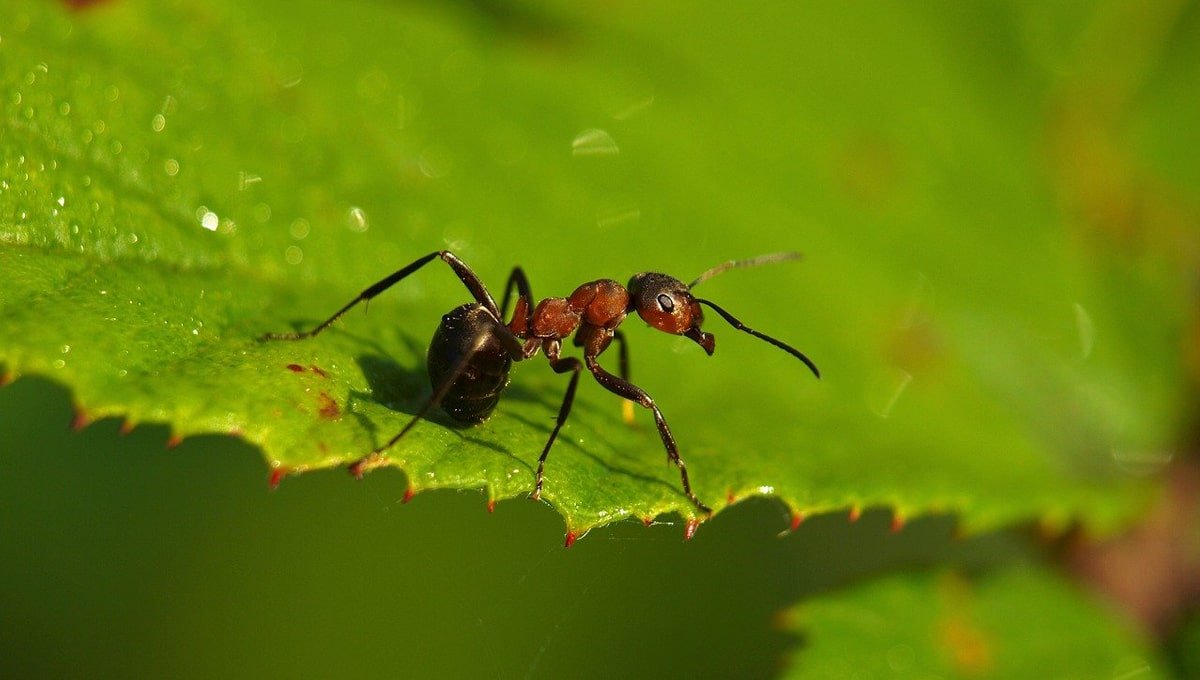 Types of Ants UK