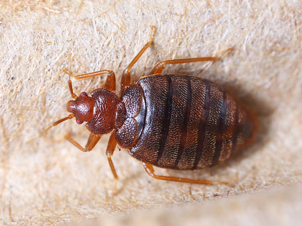 How to get rid of Bed Bugs