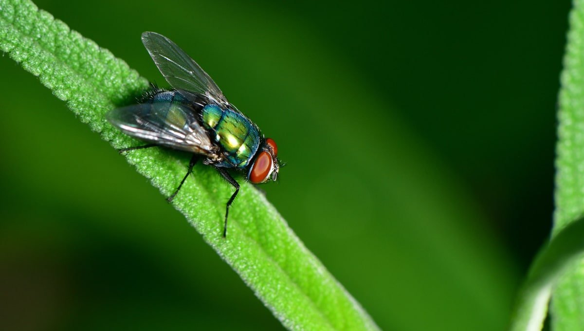 Cluster Fly or House Fly - What’s the Difference?