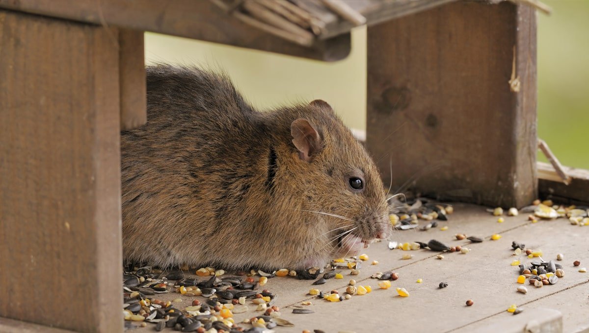 How long does it take rat poison to work?