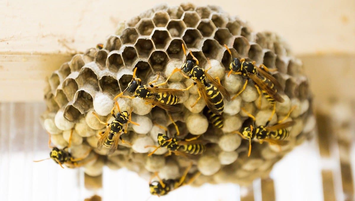 How to get rid of a wasp nest