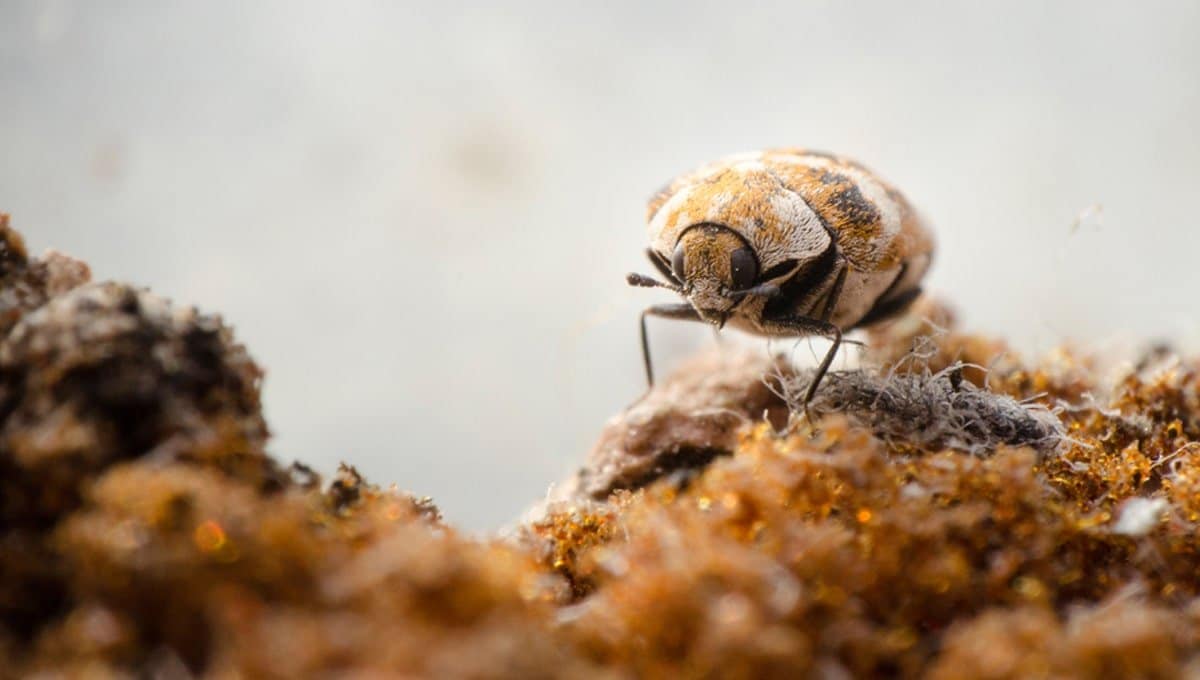 How to get rid of carpet beetles