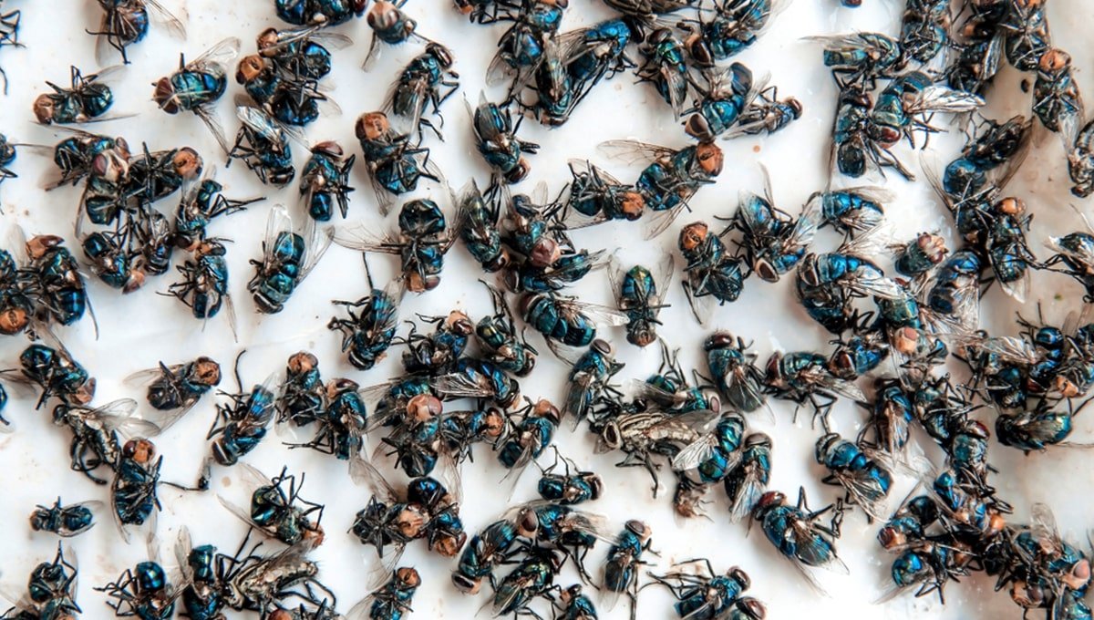 How to get rid of cluster flies