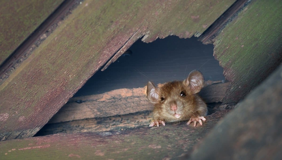 How to get rid of roof rats