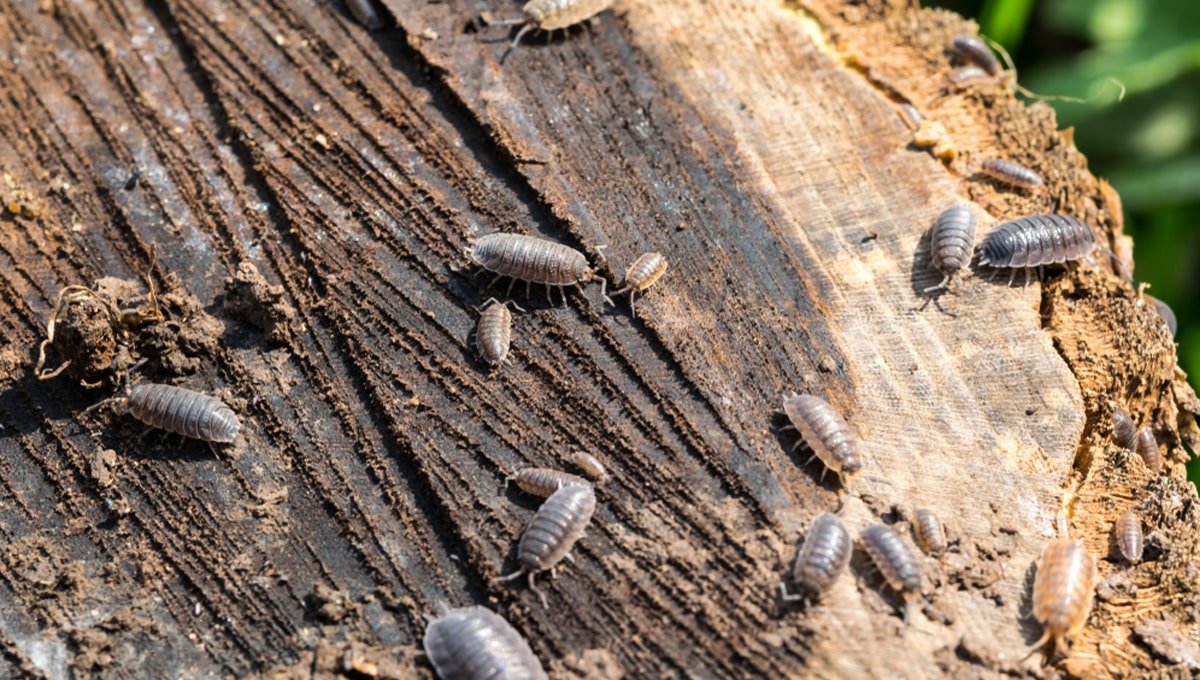 How to get rid of woodlice