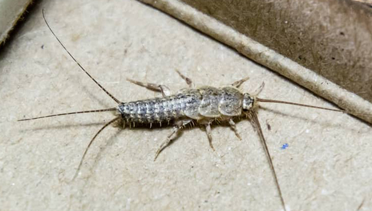 How to get rid of silverfish