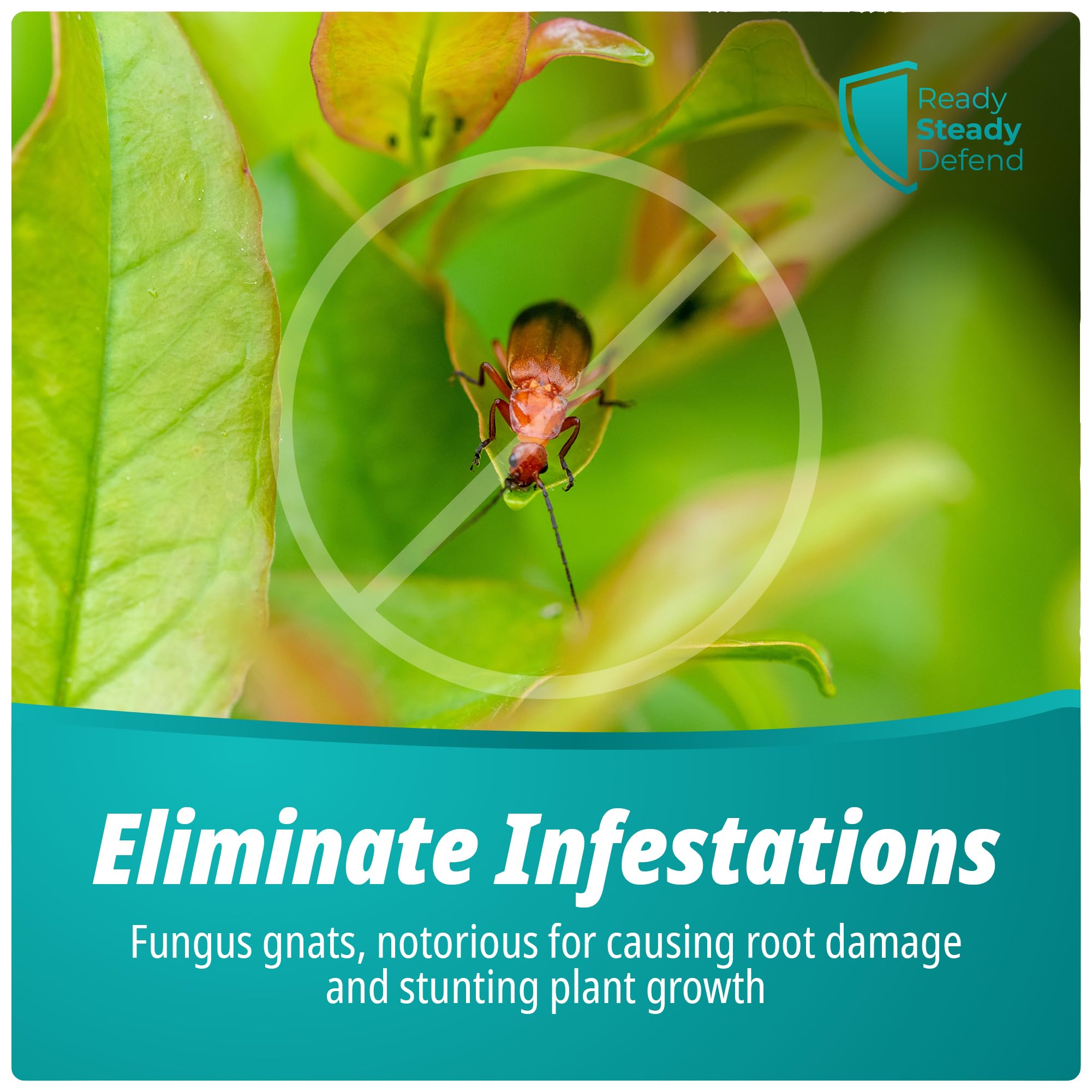 will insecticidal soap kill fungus gnats Fungus Gnat Killer Spray 200ml for Houseplants Seedlings and Young Pla