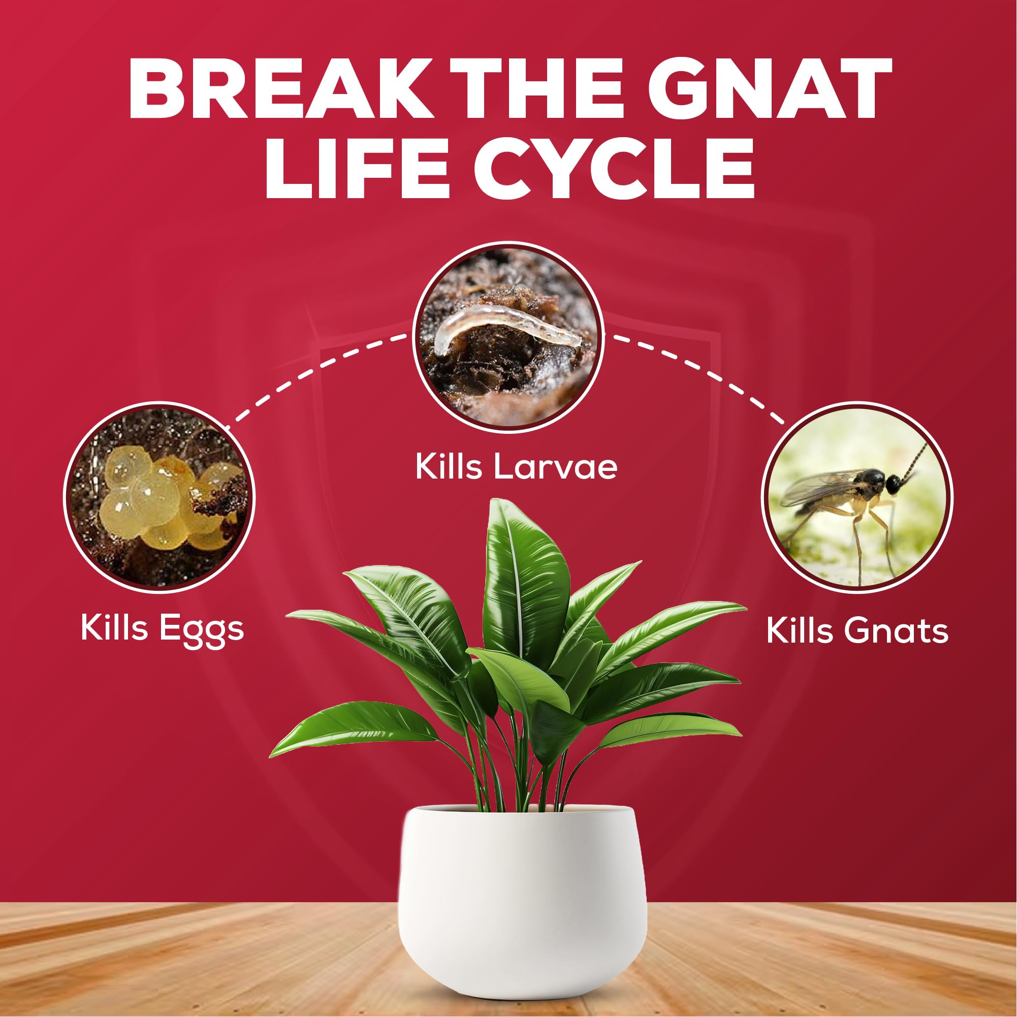 Fungus Gnat Killer Powder - 1KG