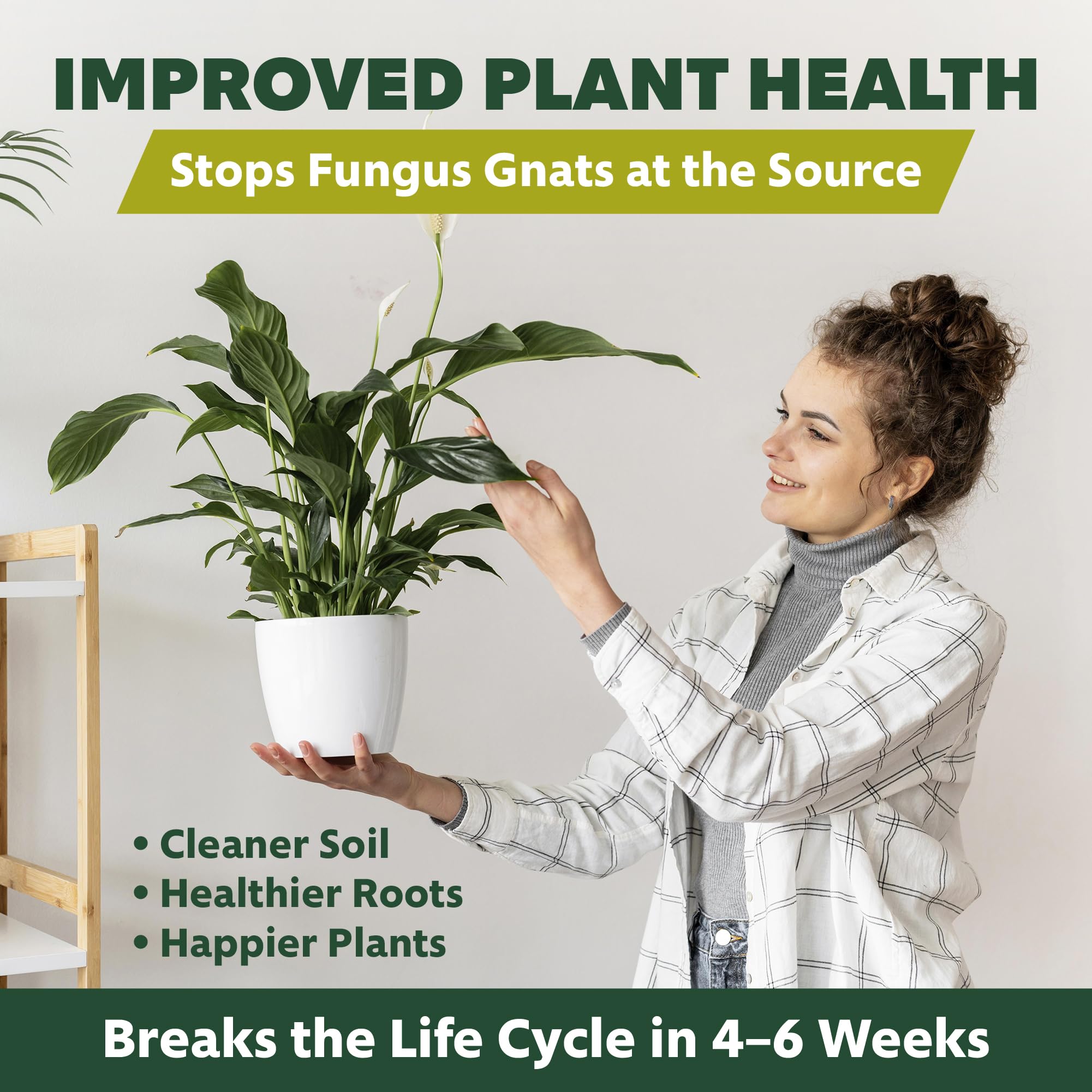 gnat killer for indoor plants Fungus Gnat Control Granules for Indoor Plants