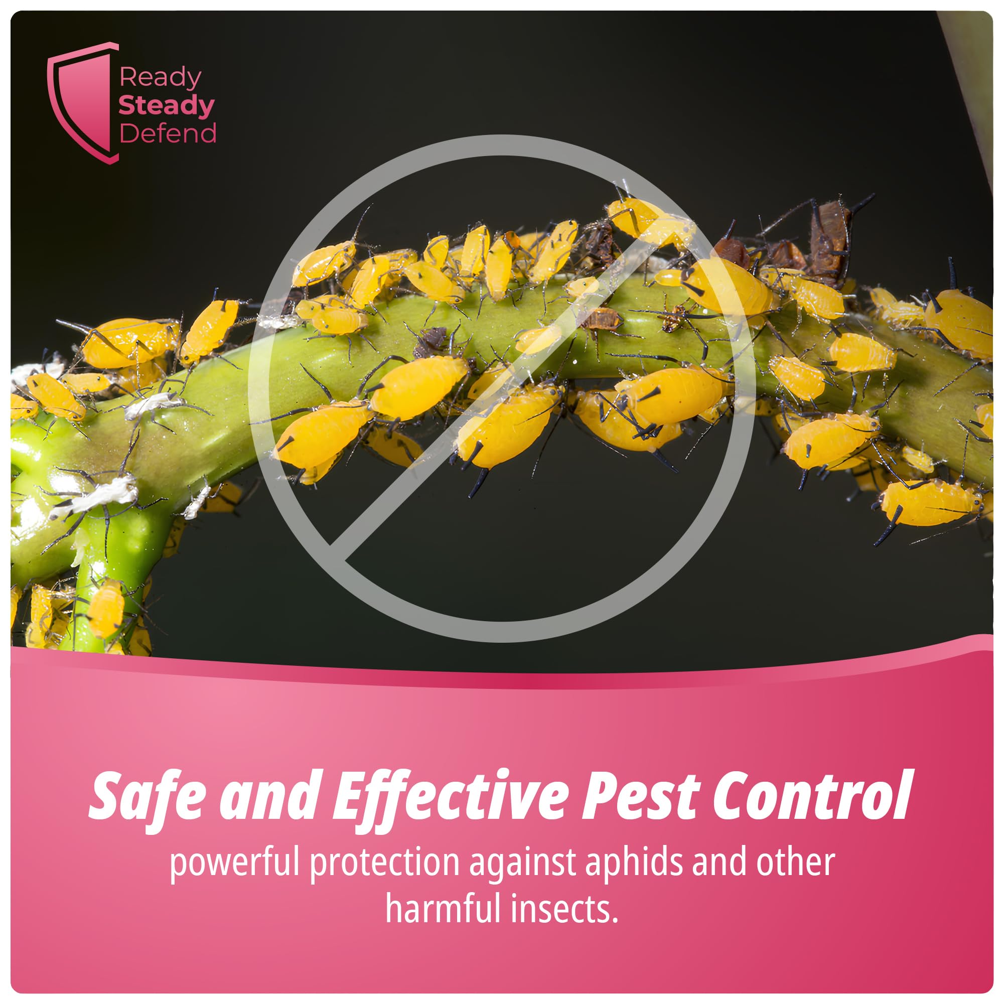 safer insecticidal soap fungus gnats Aphids Killer Spray 500ml – Insecticidal Soap Spray for Plants – Kills
