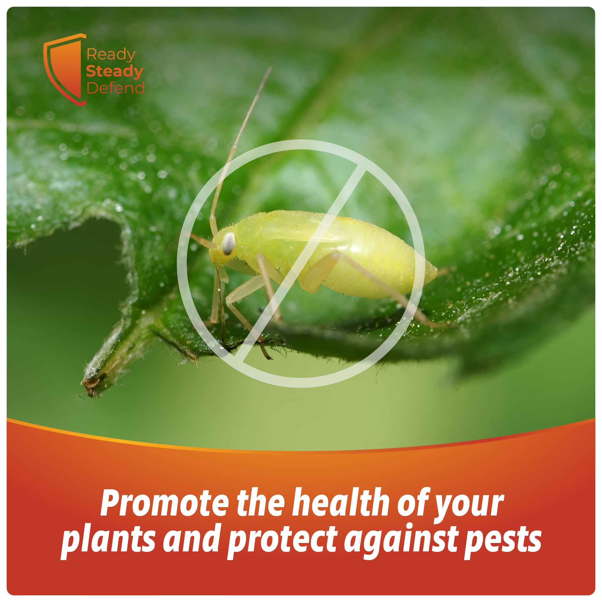 insecticidal soap safe for pets Insecticidal Soap Spray for Plants 200ml