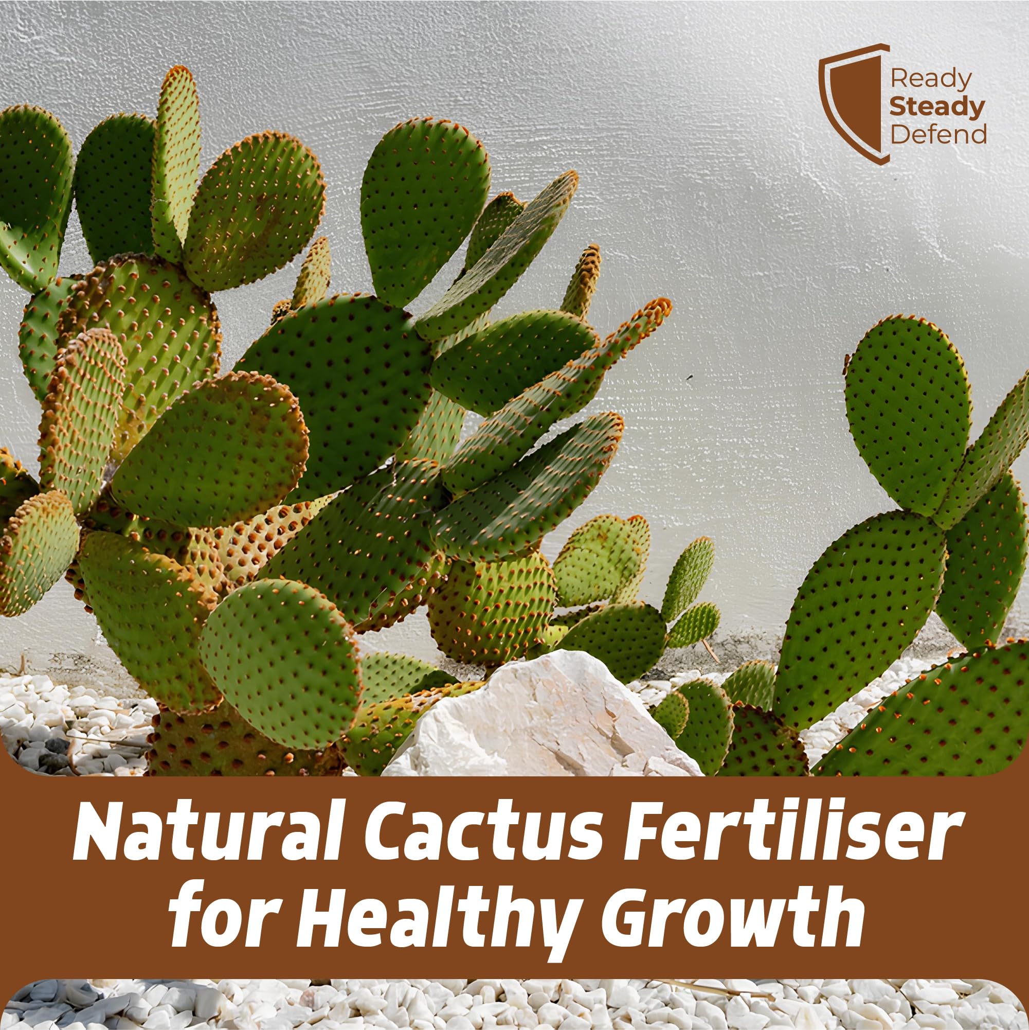 spraying prickly pear cactus Cactus Feed Spray 1L